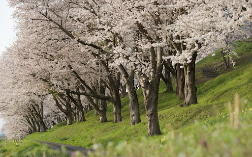 Flower Hill screenshot 1