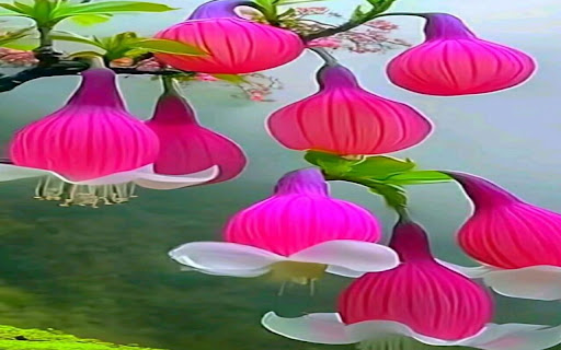 flower lantern wallpaper screenshot 1