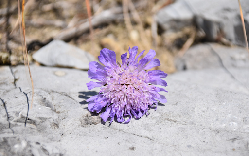 Flower on stone screenshot 1