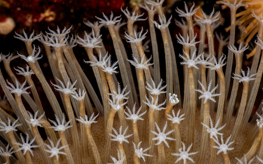 Flower shaped coral screenshot 1