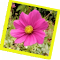 Flower Shuffle logo