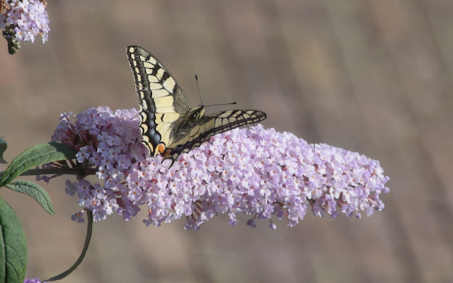Flowers and butterflies screenshot 1