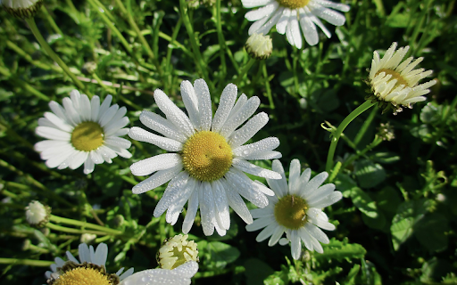 Flowers and dew screenshot 1