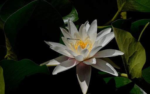 Flowers and Dragonflies screenshot 1