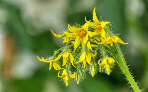 Flowers and feathers screenshot 1