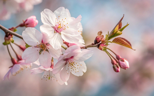 Flowers and young buds screenshot 1