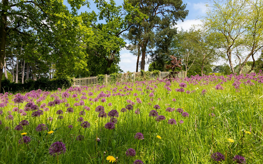 Flowers bloom all over the garden screenshot 1