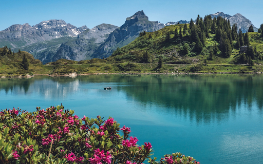 Flowers bloom by the lake screenshot 1