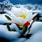 Flowers growing in the snow Wallpaper logo