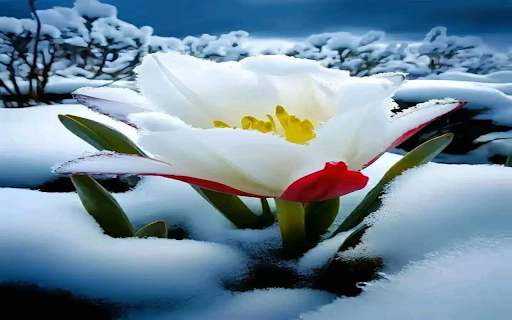 Flowers growing in the snow Wallpaper screenshot 1
