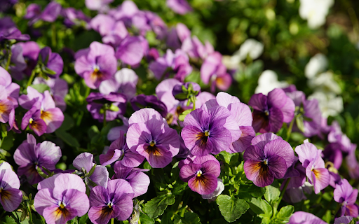 Flowers in the Sun screenshot 1