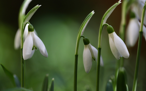 Flowers of love screenshot 1