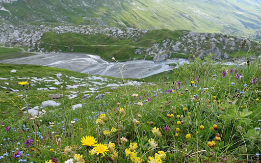 Flowers of rocky mountains screenshot 1