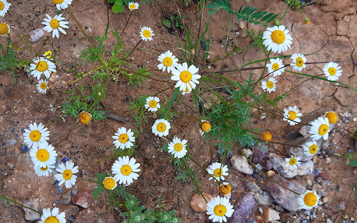 Flowers on barren land screenshot 1