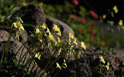 Flowers on the rocky mountain screenshot 1