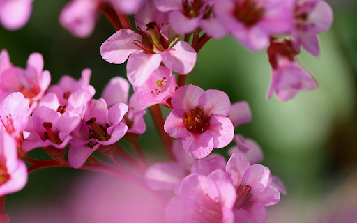 Flowers, purple-pink stems screenshot 1