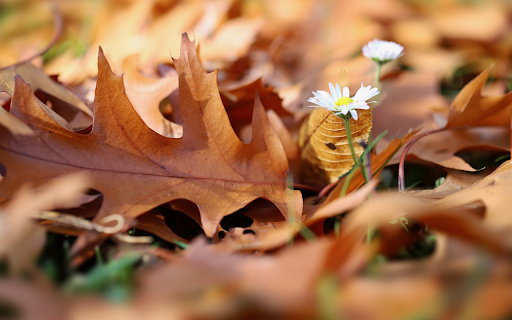 Flowers stretch themselves screenshot 1