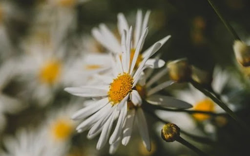 FLOWERS Theme screenshot 1