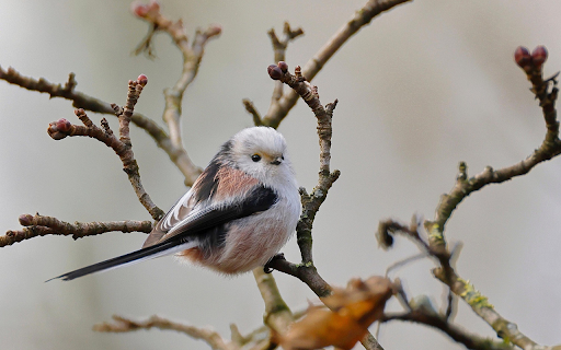 Fluffy Songbird Perch screenshot 1
