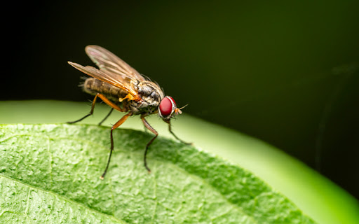 FLY THEME screenshot 1