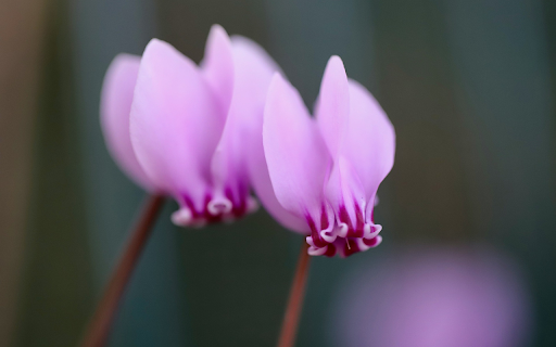 Folded-petal flower screenshot 1