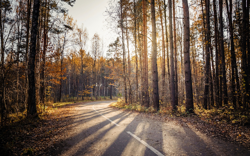 Forest and sunny path screenshot 1