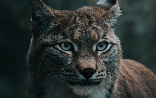 FOREST CAT THEME screenshot 1