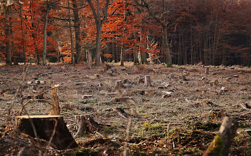 Forest regeneration screenshot 1