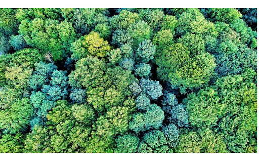 Forest Theme screenshot 1