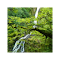 Forest waterfall logo