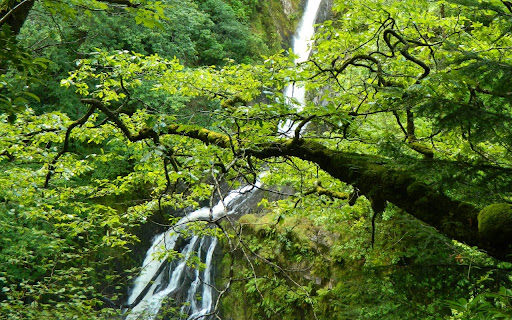 Forest waterfall screenshot 1