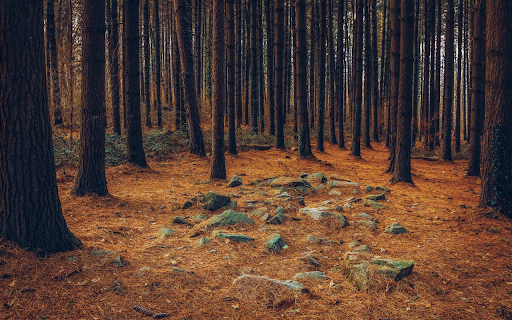 Forests and rocky grounds screenshot 1