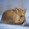 Fox sleeping in the snow logo