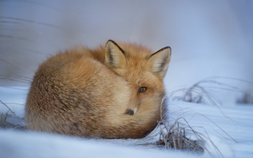 Fox sleeping in the snow screenshot 1