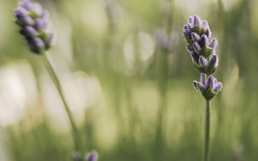 fragrant flower buds screenshot 1