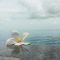 Frangipani Flowers by the Sea: A Beautiful Blend of Nature and Tranquility logo