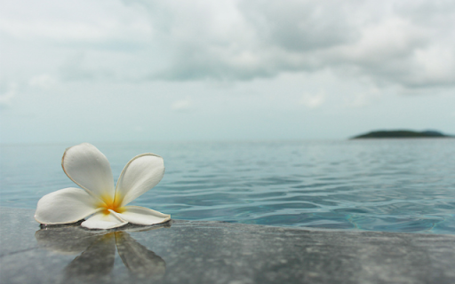 Frangipani Flowers by the Sea: A Beautiful Blend of Nature and Tranquility screenshot 1