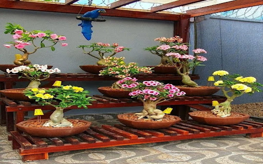 frangipani wallpaper screenshot 1