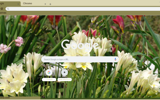 Freesia screenshot 1