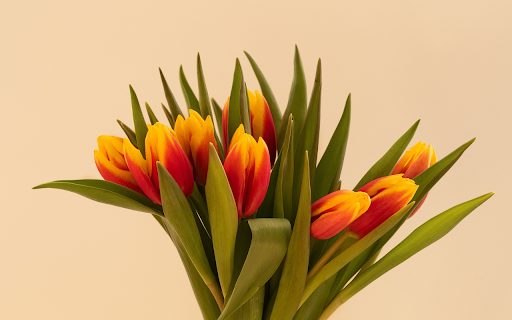 fresh tulip bouquet screenshot 1