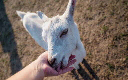 Friendly white goat screenshot 1
