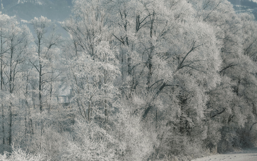 Frosty Winter Landscape with Snow-Covered Trees screenshot 1