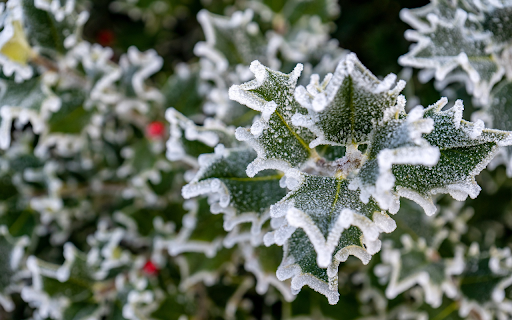 Frozen green leaves screenshot 1