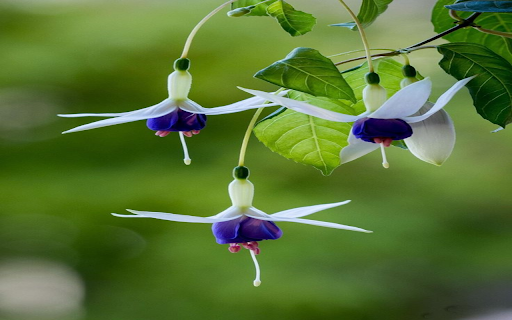 Fuchsia wallpaper screenshot 1