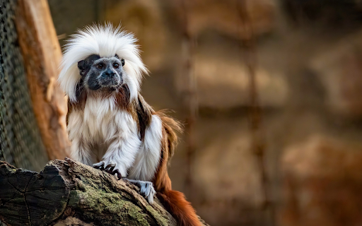 Furry Ape screenshot 1