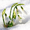 Galanthus nivalis wallpapers logo