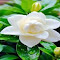 Gardenia wallpaper logo