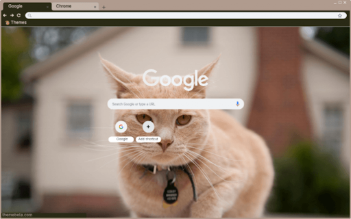 Gatinho screenshot 1