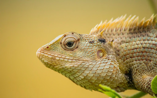 Gecko Theme screenshot 1