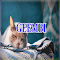 Geembi's cat blanket interface logo